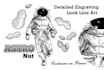 draw any illustration in engraving style