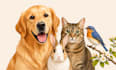 create custom pet portrait line art from your photo