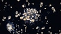 diaomond glitter logo video intro animation