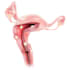 do realistic medical  illustration