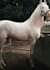 do bithday wishes with horse dance or birthday wish video