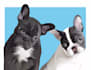 draw high quality pet  or animal cartoon portrait in 24 hours