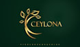 create a professional custom logo for you