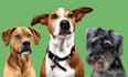 make pet potrait from your photo