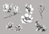 make botanical illustration with hand drawn