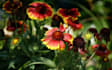 edit some photos for a photograaphy website