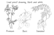 draw botany by hand in any style