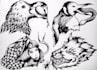 draw traditional flash sheets and tattoo designs with ink
