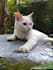 make your pet sing happy birthday video