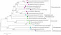 construct multiple sequence alignment, phylogeny tree