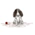 create cute pet illustration