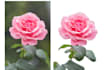 remove background from images within 1 hour expert removal