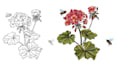 hand drawn botanical flower plants scientific illustration