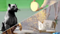 do rotoscoping, paint out, compositing for your video