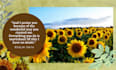 create a most appealing typography bible verse design
