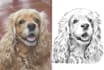 draw pet portrait sketch
