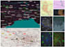 create an interactive map layout design