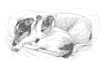 draw your pet into sketch art portrait