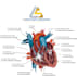 do professional medical illustrations