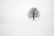 read a poem to a tree
