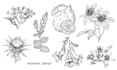 draw vector botanical illustrations of plants, fruits