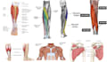 draw anatomy and medical illustrations