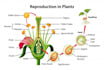 design scientific figures, diagrams and illustrations