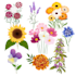draw botanical illustrations of flowers, plants and fruits