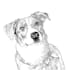 make realistic pet potrait and line art