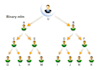 do binary mlm software