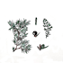 draw a botanical illustration in parts and in whole