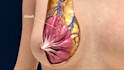 create 3d medical animation and 3d modeling