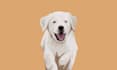 draw your pet or animal to ilustration