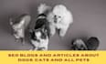 write unique SEO articles, blogs on dogs, cats, and all pets