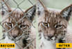 remove fences obstructing on your photo