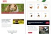 create an SEO optimized wordpress website with beaver builder