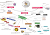 make vivid and engaging mindmaps and concept maps