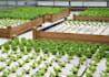 teach you everything you need to know to build a hydroponic garden starter kit