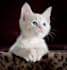 write pet articles, dog, cat and pet blog