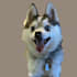 edit your pet photo into a amazing vectorart