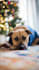 make my mastiff model your dog products