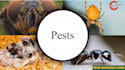 make pest control video or insect control video