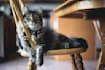 write SEO articles and blogs about cats, dogs, and all pets