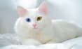 formulate pet dog cat food and supplement products
