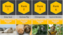 create viral probability comparison video for youtube