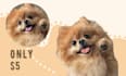 draw your cat, dog, or any pet into cartoon vector portraits