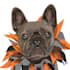draw your pet into simple vector art