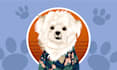 create a stunning cartoon vector portrait of your beloved pet