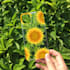 create a phone case cover mockup with a smart object