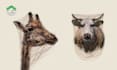 draw your pet portrait in scribble art portrait style